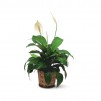 Spathiphyllum small